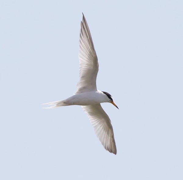 Little tern 2 - Credit Andrew Robinson - 2020 10 14